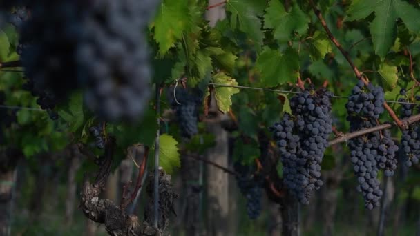 Trossen Zwarte Druiven Wijngaarden Vlak Voor Oogst Chianti Classico Gebied — Stockvideo