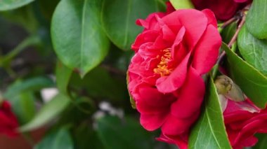 Çiçek açan kırmızı kamelya çiçekleri. Kamelya, Theaceae familyasından bir bitki cinsidir. Kapat.