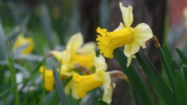 Bahçedeki nergisler. Sarı nergisler bahçede ya da parkta çiçek açar. Bahar mevsiminin güneşli ve ılık günlerle gelmesi kavramı. Nisan Paskalya çiçekleri rüzgarda sallanıyor. seçici odak.