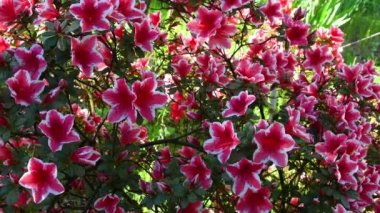 Güzel açan pembe açelya çiçekleri baharda rüzgarda sallanır. Rhododendron, Ericaceae familyasından Avrasya ve Amerika 'ya özgü bir bitki cinsidir..