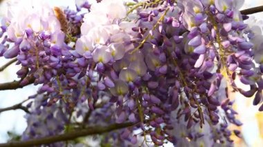 Morsalkımın dalları (Wisteria sinensis) rüzgarın savurduğu mor çiçeklerle birlikte. seçici odak