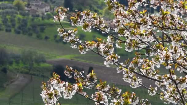 Temporada Primavera Los Árboles Con Flores Verdes Colinas Olivos Fondo — Vídeos de Stock