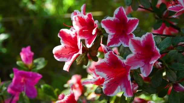Schöne Rosa Azalee Rhododendron Pflanze Frühling Rhododendron Ist Eine Pflanzengattung — Stockvideo