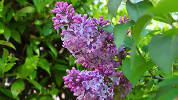 Purple Lilac Flowers Spring Season — Stock Video