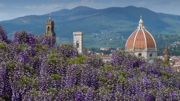 フィレンツェのバルディーニ庭園では紫色の藤が咲きます サンタ マリア フィオーレ大聖堂 ジョットの鐘楼 背景にあるパラッツォ 自治体 フィレンツェ イタリア — ストック動画