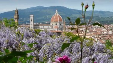 Santa Maria del Fiore Katedrali 'nin Michelangelo Meydanı yakınlarındaki Bardini Bahçesi' nden mor salkım salkımı ve çiçek açan güllerle güzel bir manzarası var. Floransa, İtalya.