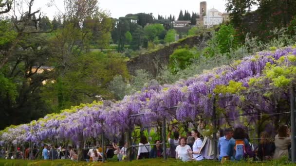 2023年4月フィレンツェ 観光客はバルディーニ庭園の花で美しい紫色の藤のトンネルの下を歩き その後ろにはサンミナト大聖堂があります フィレンツェ イタリア — ストック動画