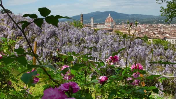 ミケランジェロ広場近くのバルディーニ庭園からは 紫色の藤とバラが咲き誇り サンタ マリア フィオーレ大聖堂の美しい景色 フィレンツェ イタリア — ストック動画