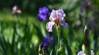 Mor çiçekli süsen çiçekleri Floransa 'da bir bahçede rüzgarda hareket eder. İtalya. Seçici Odaklanma