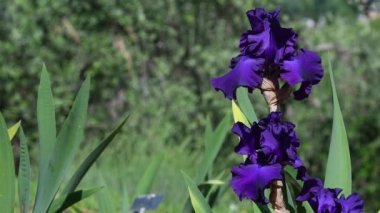 Floransa 'da bir bahçedeki güzel mor çiçekli süsen çiçeğini kapatın. İtalya
