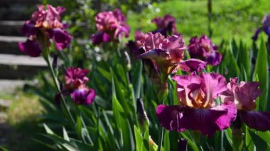 Mor çiçekli süsen çiçekleri Floransa 'da bir bahçede rüzgarda hareket eder. İtalya. Seçici Odaklanma