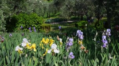 Floransa 'da Michelangelo Meydanı' nın yakınlarındaki zeytin ağaçlarıyla dolu bir bahçede güzel süsen çiçekleri açıyor. İtalya.