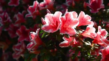 İlkbaharda güzel pembe açelya (rhododendron) bitkisini kapatın. Rhododendron, Ericaceae familyasından Avrasya ve Amerika 'ya özgü bir bitki cinsidir..