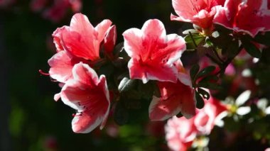 Baharda güzel pembe açelya (rhododendron) bitkisi. Rhododendron, Ericaceae familyasından Avrasya ve Amerika 'ya özgü bir bitki cinsidir. Kapat.