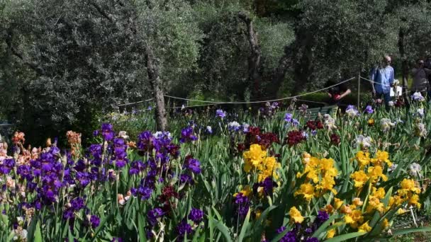 Firenze Maggio 2023 Turisti Passeggiano Meraviglioso Giardino Iris Fioriti Multicolori — Video Stock
