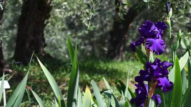 フィレンツェのオリーブの木がある庭で美しい紫色の花の虹彩を閉じます イタリア — ストック動画
