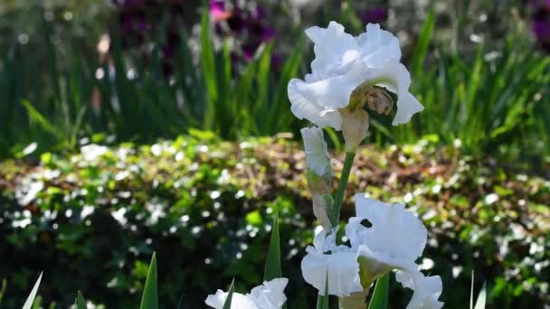 Флоренції Саду Закривають Прекрасні Білі Квітучі Іриси Італія — стокове відео