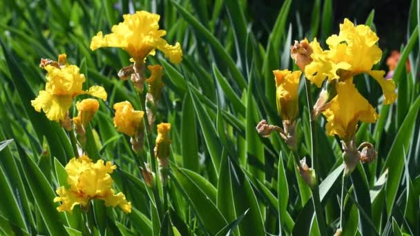 Żółte Irysy Kwitnące Ogrodzie Florencji Włochy — Wideo stockowe
