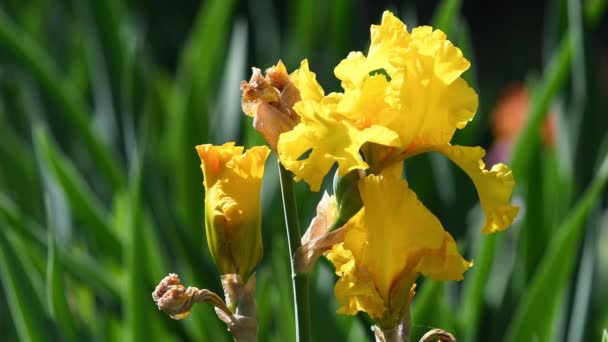 Флоренції Саду Загортають Прекрасні Жовті Квітучі Іриси Італія — стокове відео
