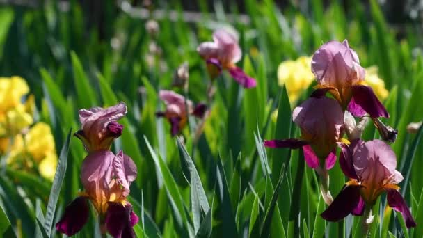 在佛罗伦萨的一个花园 紫色和黄色的开着花的虹膜在风中飘扬 意大利 有选择的重点 — 图库视频影像