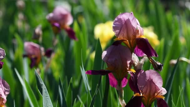 Purple Yellow Flowering Irises Move Wind Garden Florence Italy Selective — Stock Video