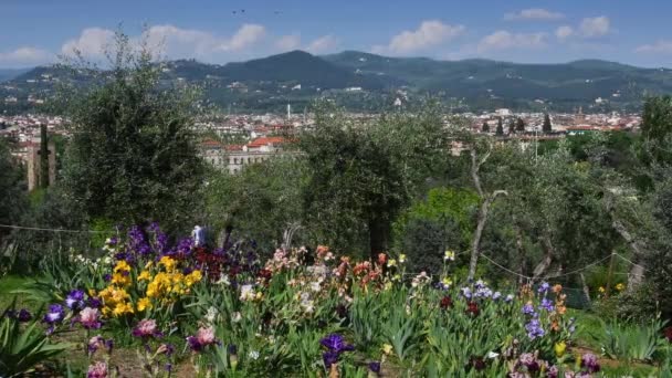 Prachtige Irissen Bloei Een Tuin Met Olijfbomen Buurt Van Michelangelo — Stockvideo
