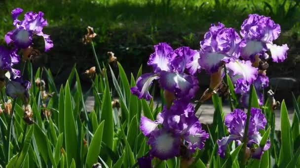 Beautiful White Purple Irises Bloom Blowing Wind Garden Florence Italy — Stock Video