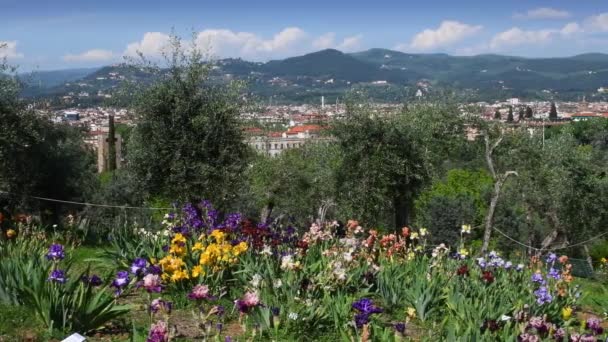 Indah Iris Mekar Sebuah Taman Dengan Pohon Zaitun Dekat Michelangelo — Stok Video