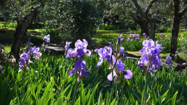 Beaux Iris Violets Fleurs Soufflant Dans Vent Dans Jardin Avec — Video