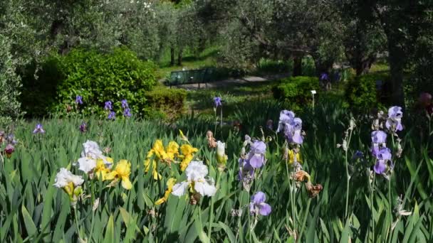 Belles Iris Fleurs Mai Dans Jardin Avec Des Oliviers Près — Video