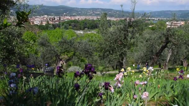 Florencja Maj 2023 Piękne Kwitnące Tęczówki Ogrodzie Drzewami Oliwnymi Pobliżu — Wideo stockowe
