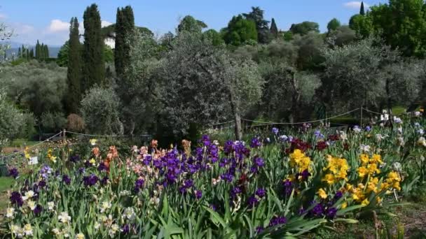 Όμορφες Πολύχρωμες Ανθισμένες Ίριδες Έναν Κήπο Ελαιόδεντρα Κοντά Στην Πλατεία — Αρχείο Βίντεο
