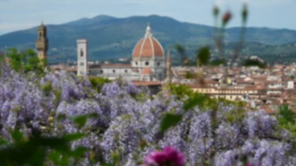 ミケランジェロ広場近くのバルディーニ庭園からは 紫色の藤とバラが咲き誇り サンタ マリア フィオーレ大聖堂の美しい景色 イタリアのフィレンツェ ラックフォーカシング — ストック動画