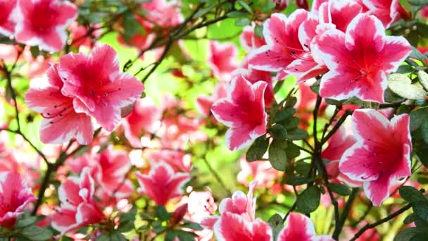 Bela Azálea Rosa Rododendro Planta Primavera Rhododendron Género Botânico Pertencente — Vídeo de Stock