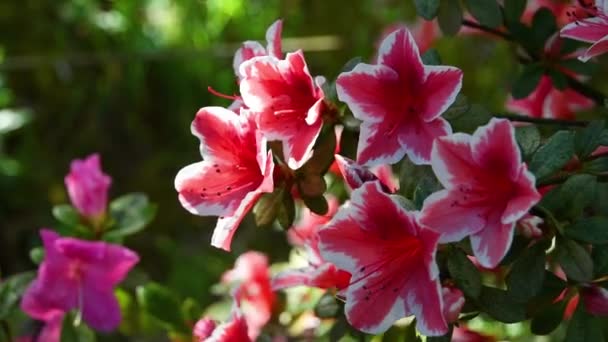 春に美しいピンク色のツツジ シャクナゲ ツツジ科の植物の属で ユーラシアやアメリカに自生します 閉じろ — ストック動画