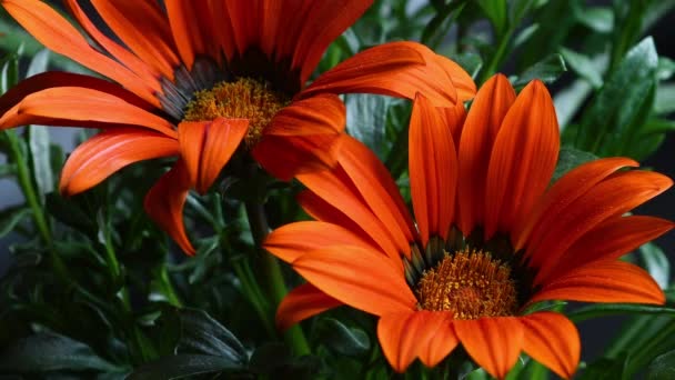 加萨尼亚花的特写加萨尼亚的橙花加塔尼亚属 Gazania 是阿斯特科的一种开花植物 原产于非洲南部 — 图库视频影像