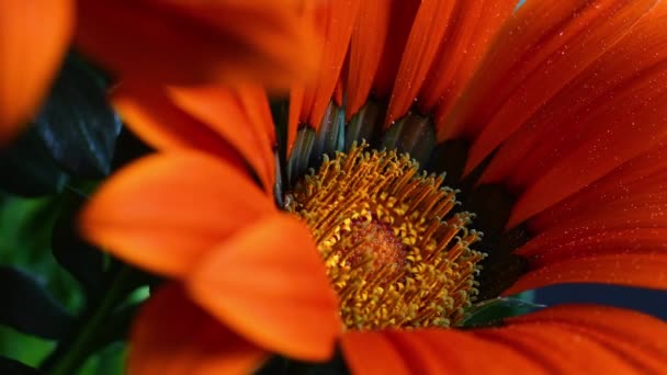 Екстремальне Закриття Газанійської Квітки Помаранчеві Квіти Газанії Газанія Рід Квіткових — стокове відео
