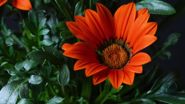 Gazania Çiçeği Gazania Nın Portakal Çiçekleri Gazania Asteraceae Familyasından Güney — Stok video