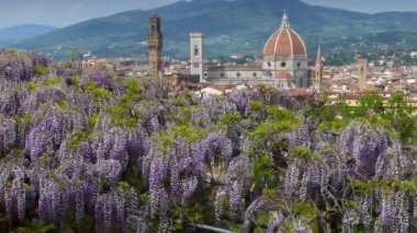 Floransa 'daki Bardini Bahçesi' nde mor salkım çiçek açtı. Arka planda Santa Maria del Fiore Katedrali, Giotto 'nun çan kulesi ve Townhall Kulesi. Floransa, İtalya.