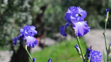 Floransa 'da zeytin ağaçları olan bir bahçede rüzgarda esen mor süsen çiçekleri. İtalya