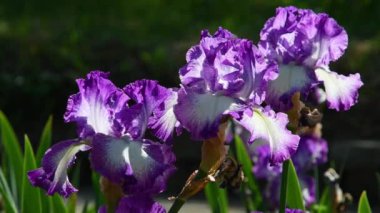 Blooming purple irises blowing in the wind in a garden in Florence. Italy
