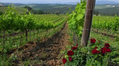 İtalya 'nın Chianti kenti yakınlarındaki Chianti Classico bölgesinde kırmızı güller ve yeşil asmalar.