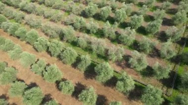 Chianti Classico bölgesinde Toskana 'da güzel bir zeytin koruluğunun havadan görünüşü. İtalya