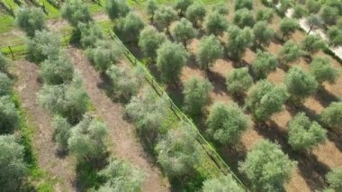 Chianti Classico bölgesinde Toskana 'da güzel bir zeytin koruluğunun havadan görünüşü. İtalya