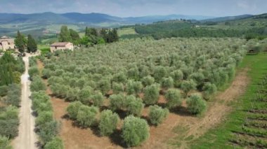 Chianti Classico bölgesindeki Toskana 'da bir zeytin koruluğunun havadan görünüşü. İtalya
