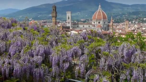 Lila Glyzinien Blühen Garten Bardini Florenz Hintergrund Die Kathedrale Santa — Stockvideo
