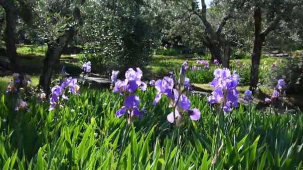 Bloeiende Paarse Irisbloemen Een Tuin Met Olijfbomen Florence Tijdens Het — Stockvideo
