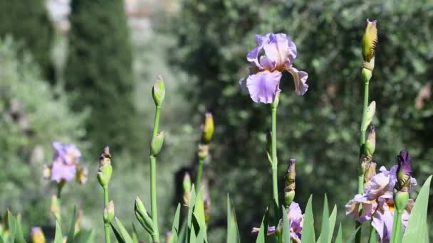Paarse Irissen Bloei Een Tuin Met Olijfbomen Florence Italië Selectief — Stockvideo