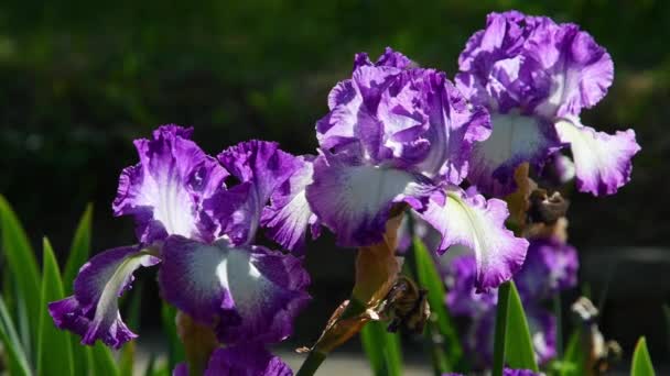 Blooming Purple Irises Blowing Wind Garden Florence Italy — Wideo stockowe