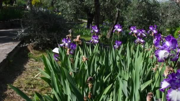 Чудовий Сад Фіолетовими Ірисами Оливковими Деревами Флоренції Італія — стокове відео